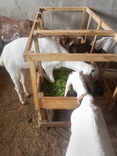 goat sheep breeder lot for sale