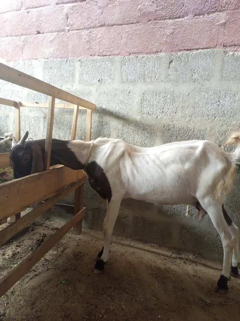 goat sheep breeder lot for sale — photo 2