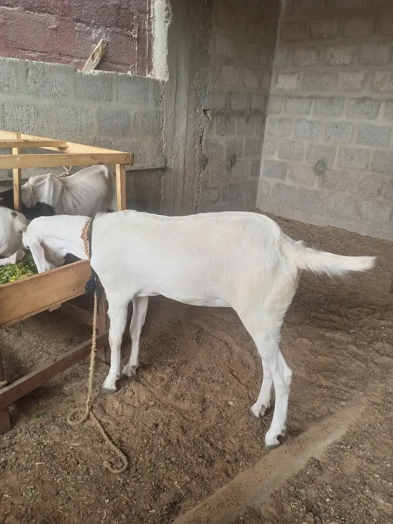 goat sheep breeder lot for sale — photo 3