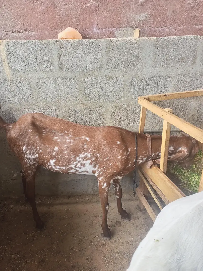 goat sheep breeder lot for sale — photo 4