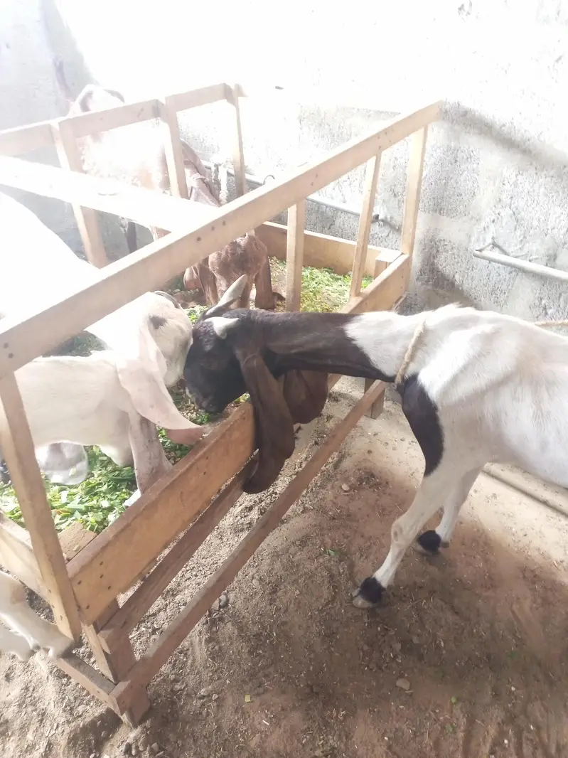 goat sheep breeder lot for sale — photo 5