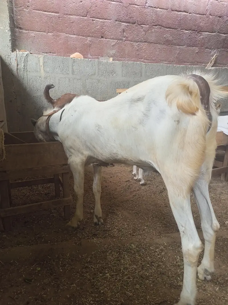 goat sheep breeder lot for sale — photo 6