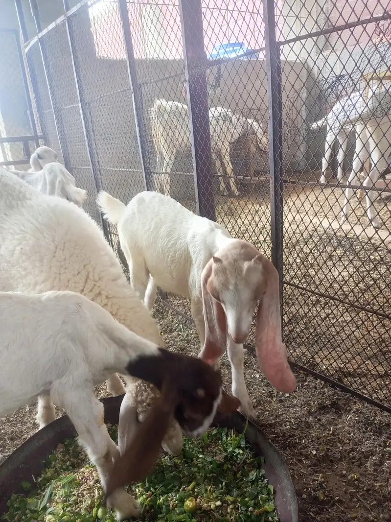 goat sheep breeder lot for sale — photo 7