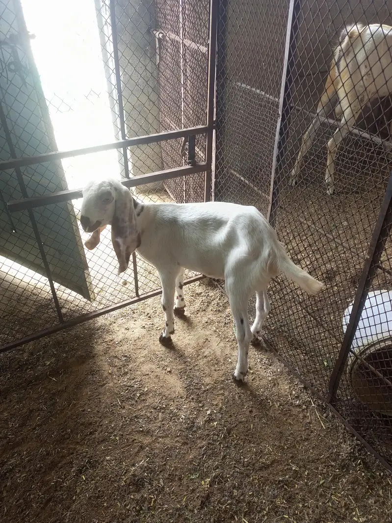 goat sheep breeder lot for sale — photo 8