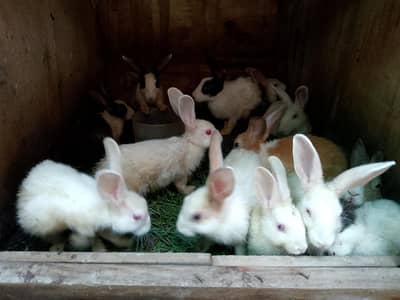 Desi Red Eyes Rabbit Available