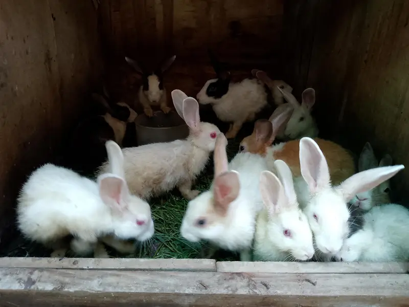 Desi Red Eyes Rabbit Available