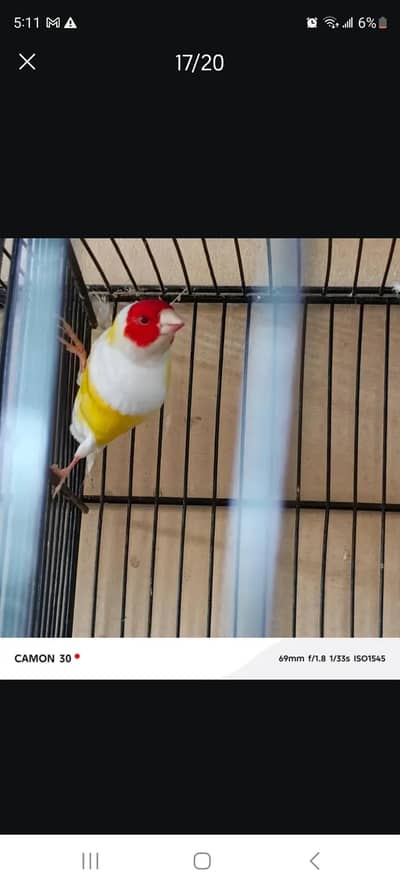Java Finches All Color