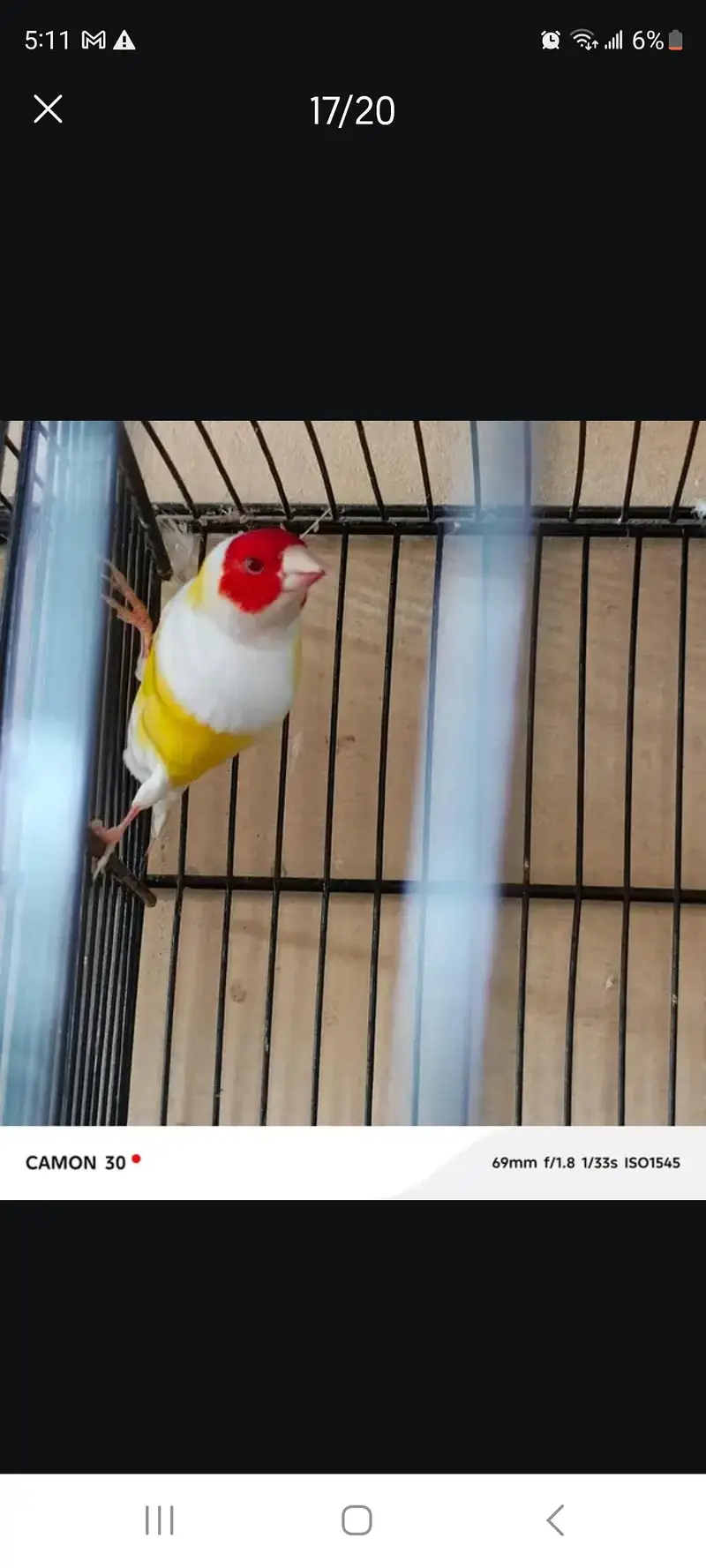 Java Finches All Color