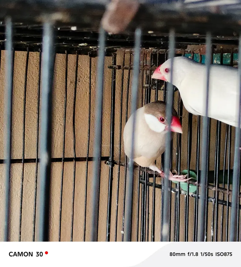 Java Finches All Color — photo 2