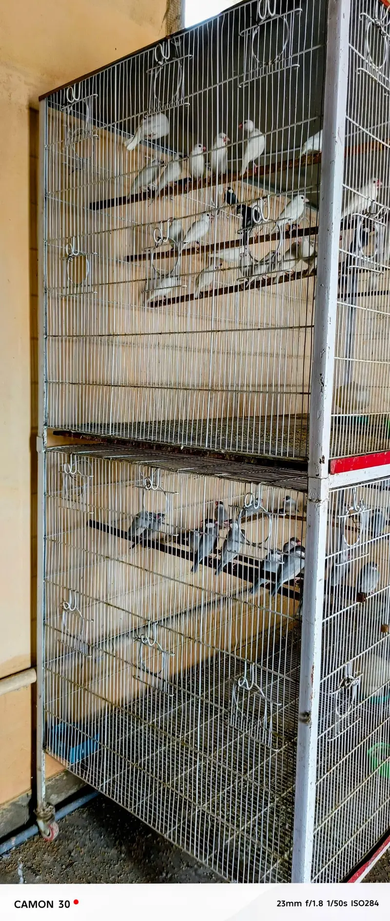 Java Finches All Color — photo 3
