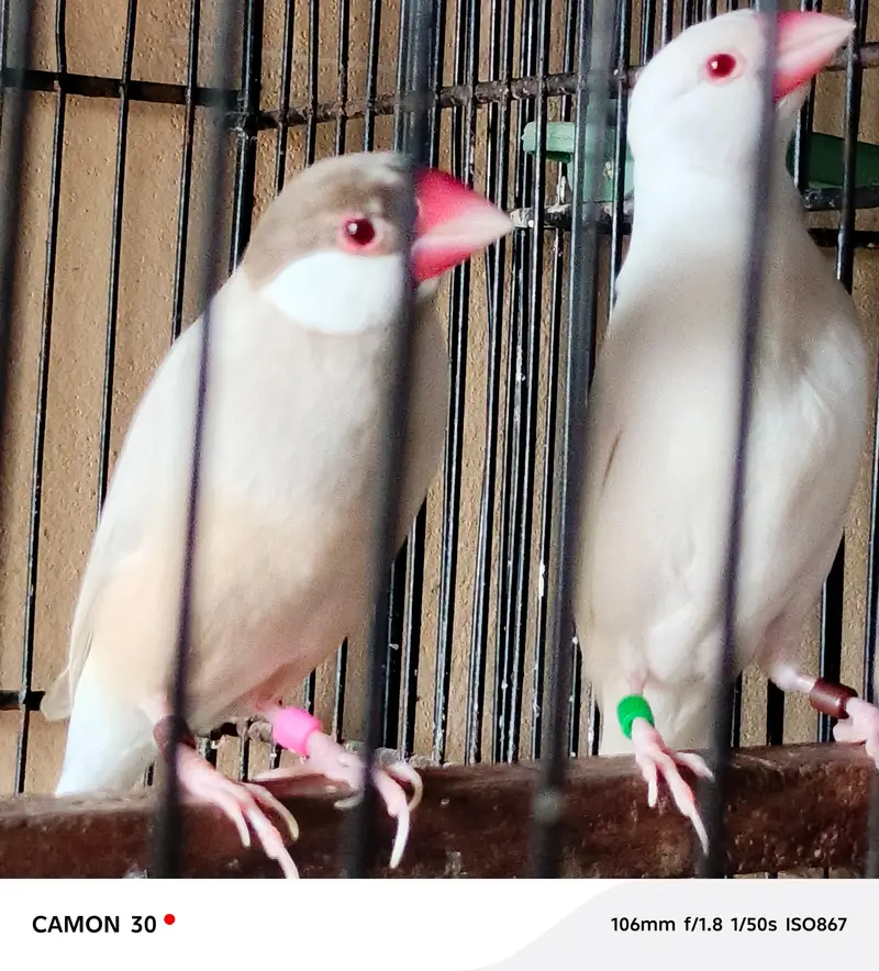 Java Finches All Color — photo 5