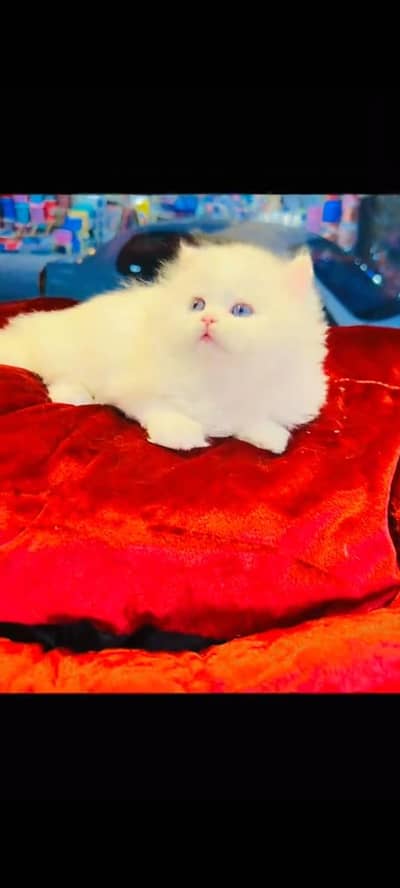 persian cat for sale MywatsapppNumber 0309-37-13-771