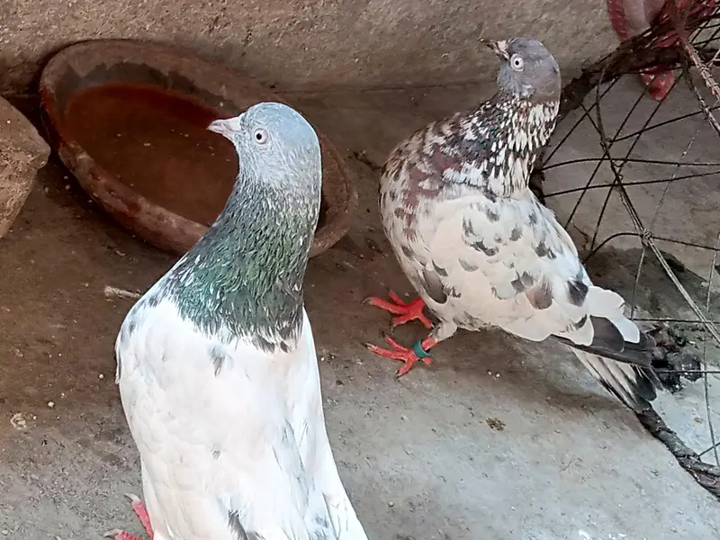 high flyer male and female pigeon