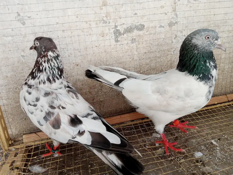 high flyer male and female pigeon — photo 2