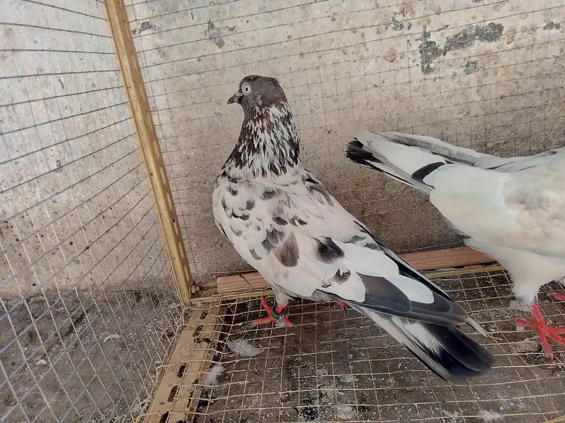 high flyer male and female pigeon — photo 3