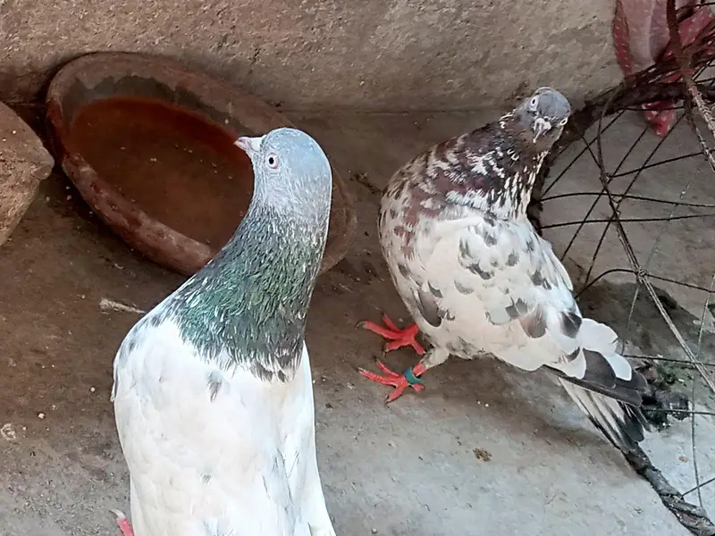 high flyer male and female pigeon — photo 4