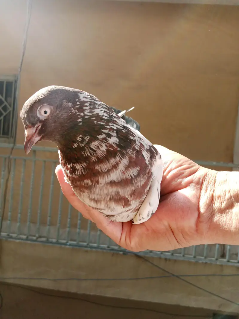 high flyer male and female pigeon — photo 5