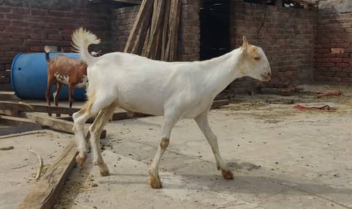 دو بربرے میل بہت ہی خوبصورت جانور ہے اور دونوں کھیرے ہیں کوالٹی والے