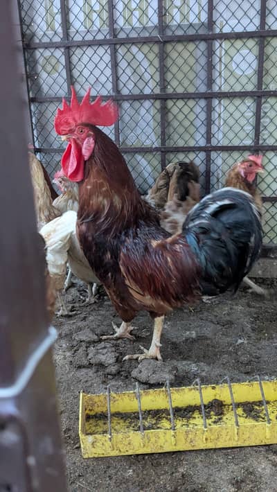 Golden Misri Hens for Sale