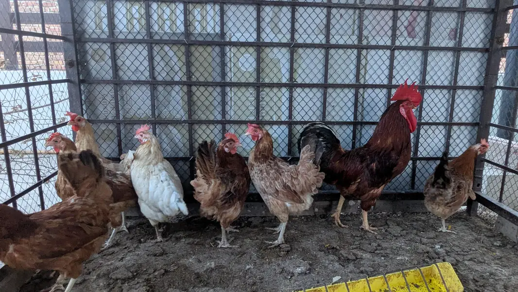 Golden Misri Hens for Sale — photo 2