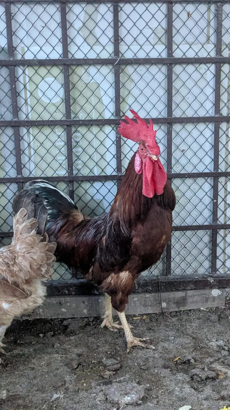 Golden Misri Hens for Sale — photo 3