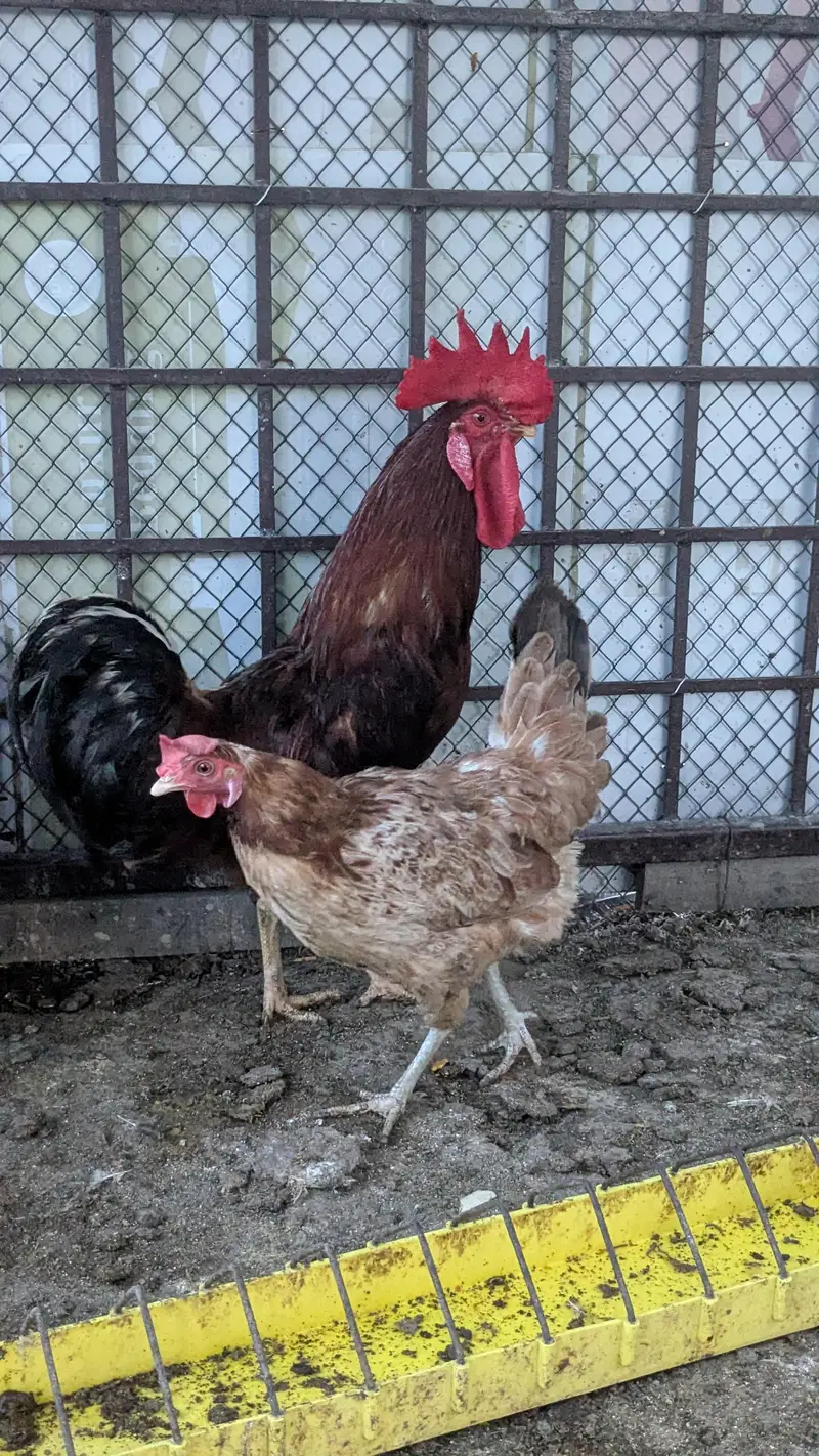 Golden Misri Hens for Sale — photo 4