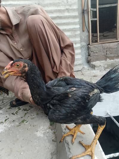 aseel ki genuin breed ha