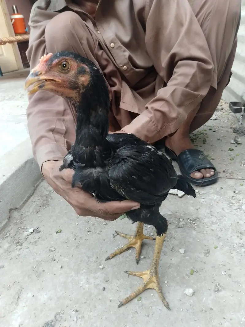 aseel ki genuin breed ha — photo 2