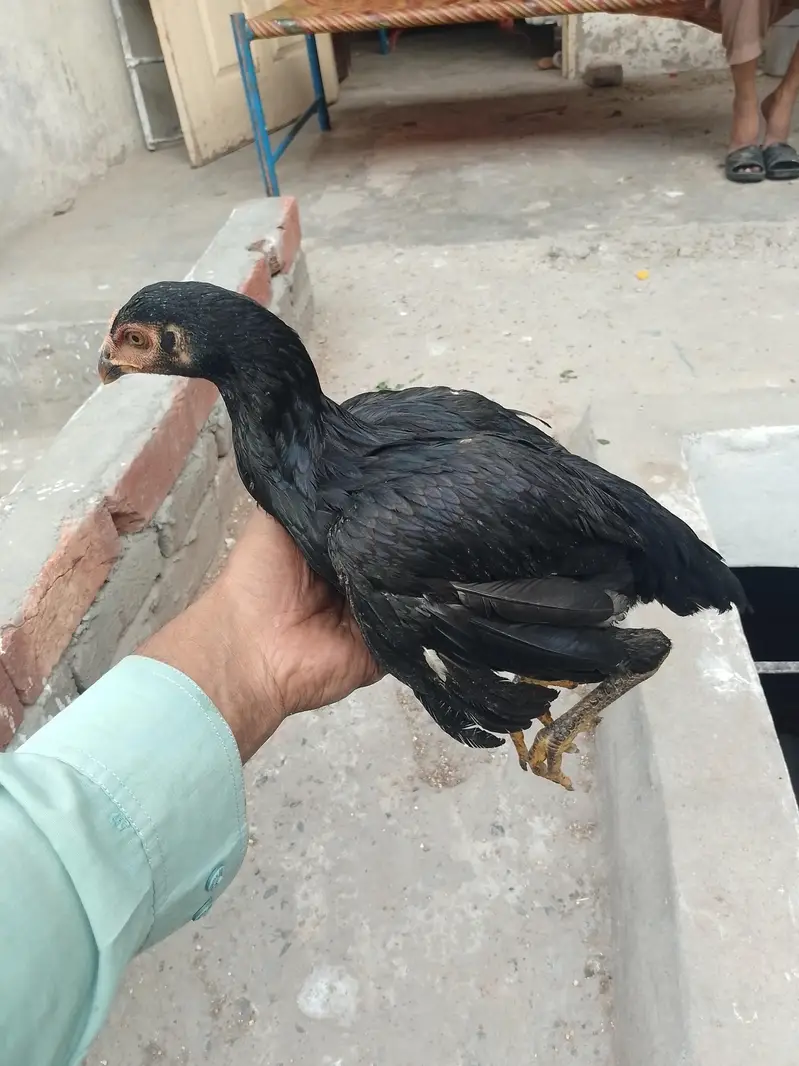 aseel ki genuin breed ha — photo 3