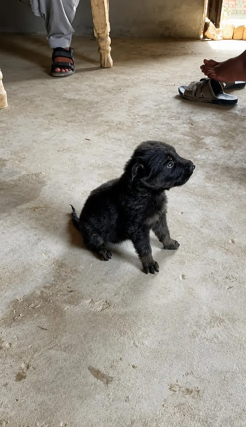 puppies for sale female 03068880051 — photo 2