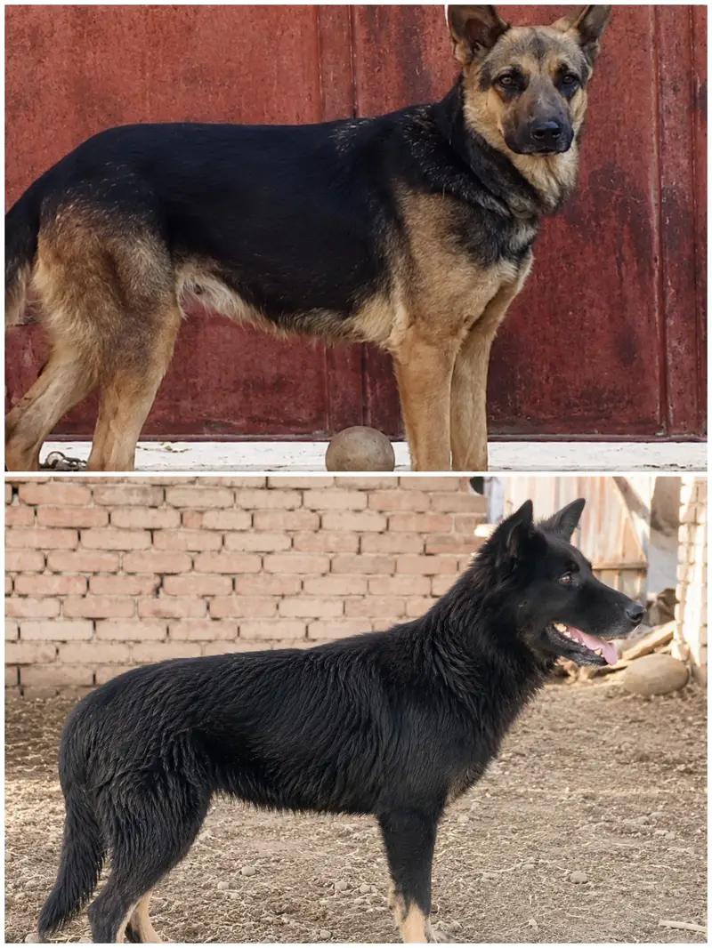 puppies for sale female 03068880051 — photo 4