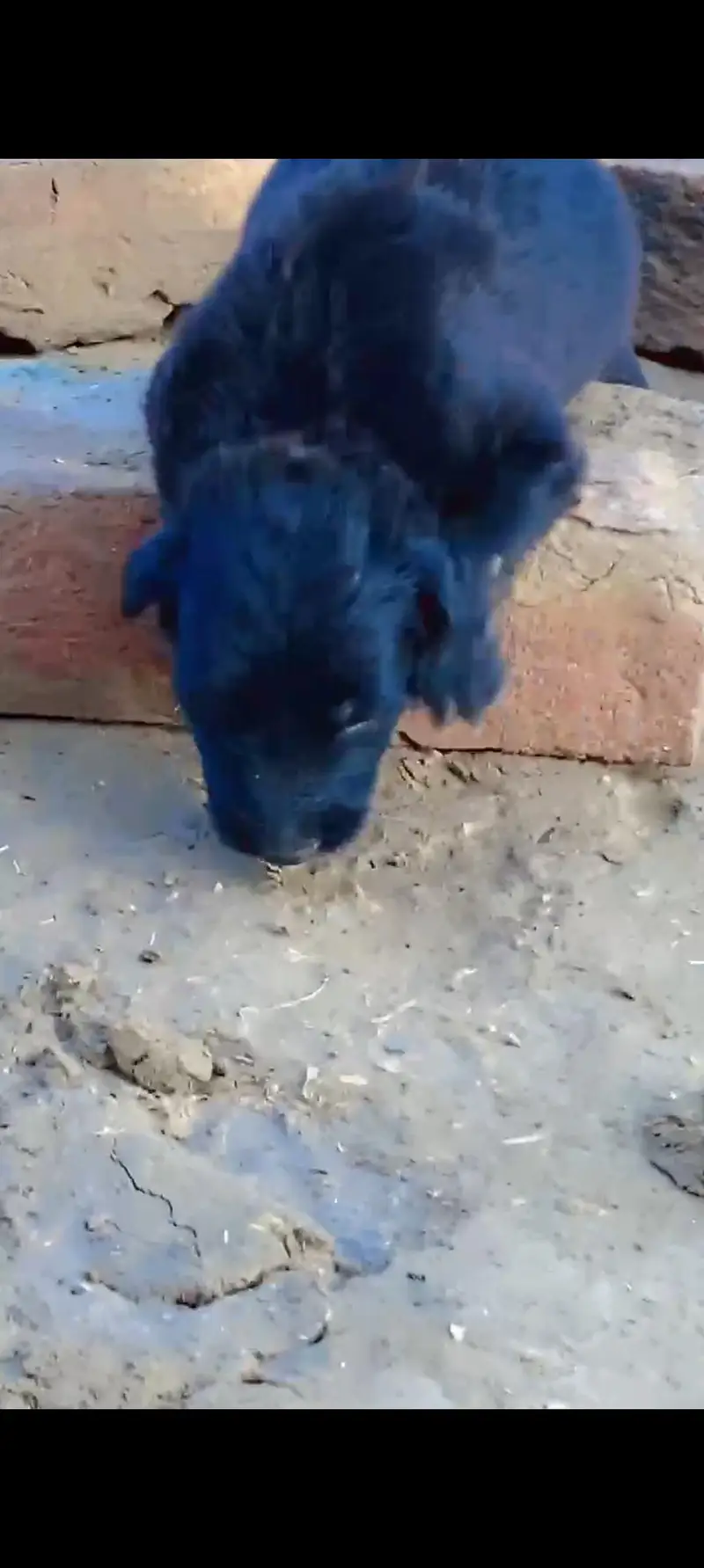 puppies for sale female 03068880051 — photo 3