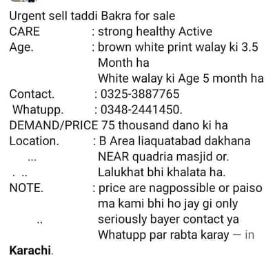 urgent sell taddi Bakra for sale