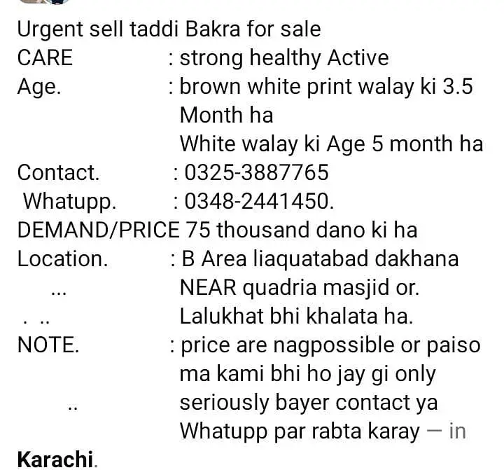 urgent sell taddi Bakra for sale