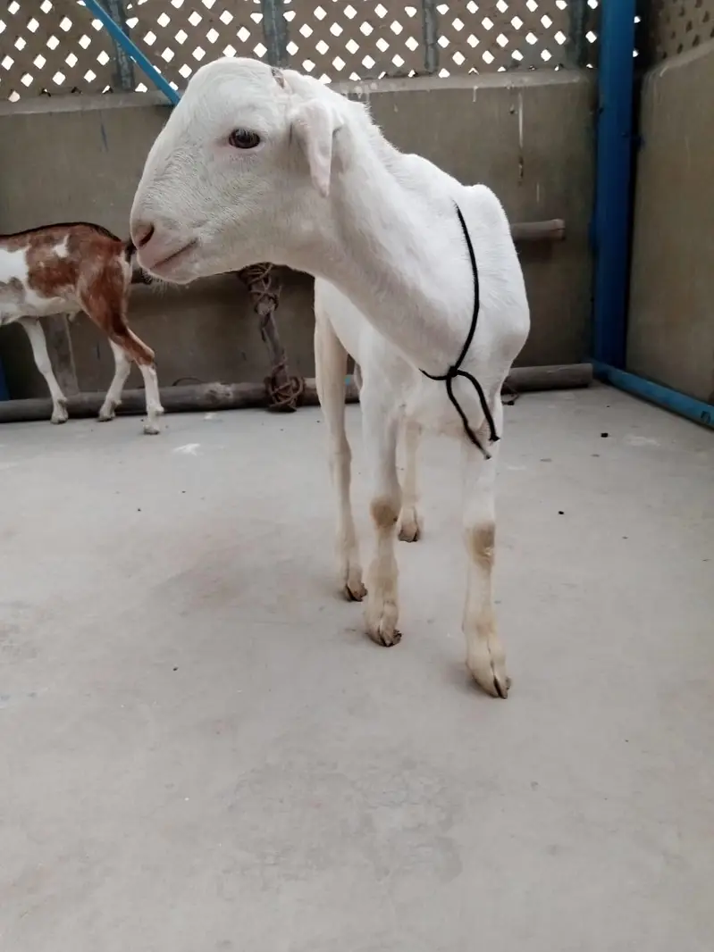 urgent sell taddi Bakra for sale — photo 4