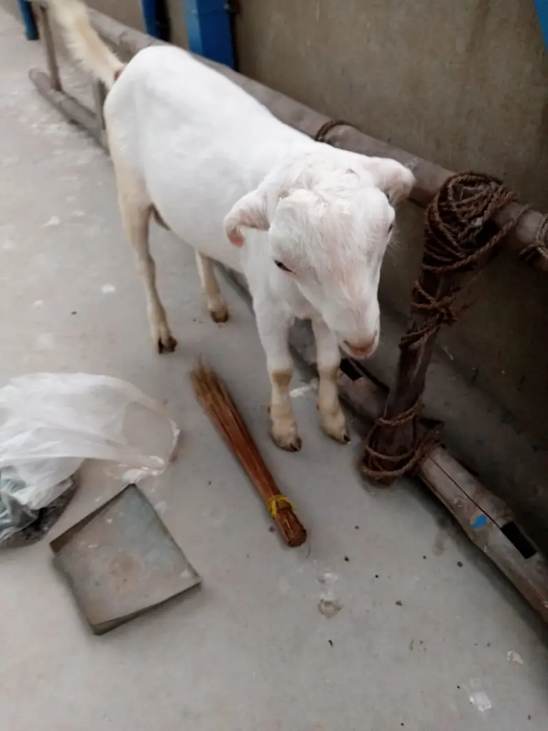 urgent sell taddi Bakra for sale — photo 5