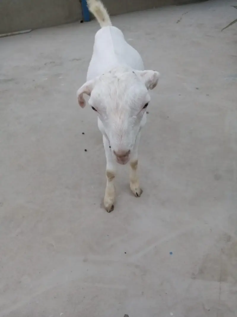 urgent sell taddi Bakra for sale — photo 6
