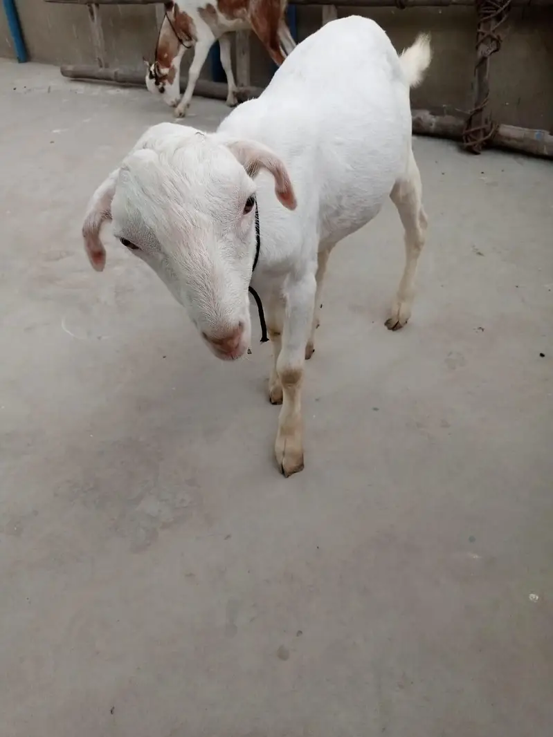 urgent sell taddi Bakra for sale — photo 7