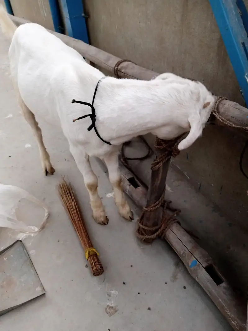 urgent sell taddi Bakra for sale — photo 10