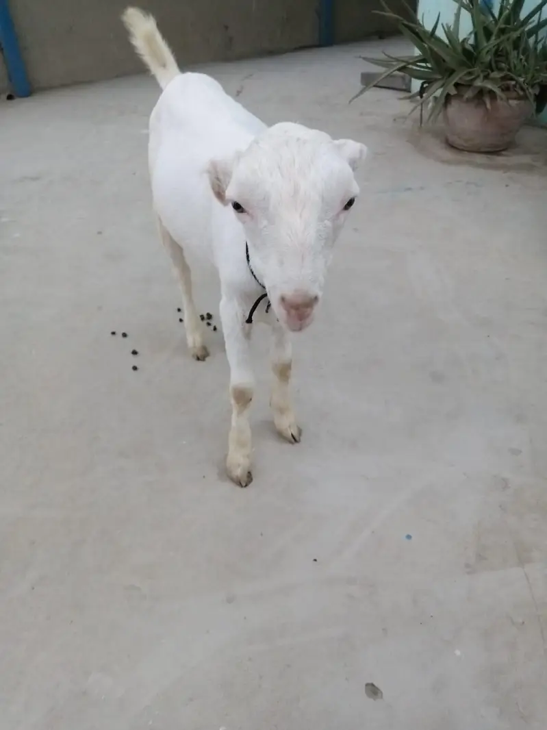 urgent sell taddi Bakra for sale — photo 11