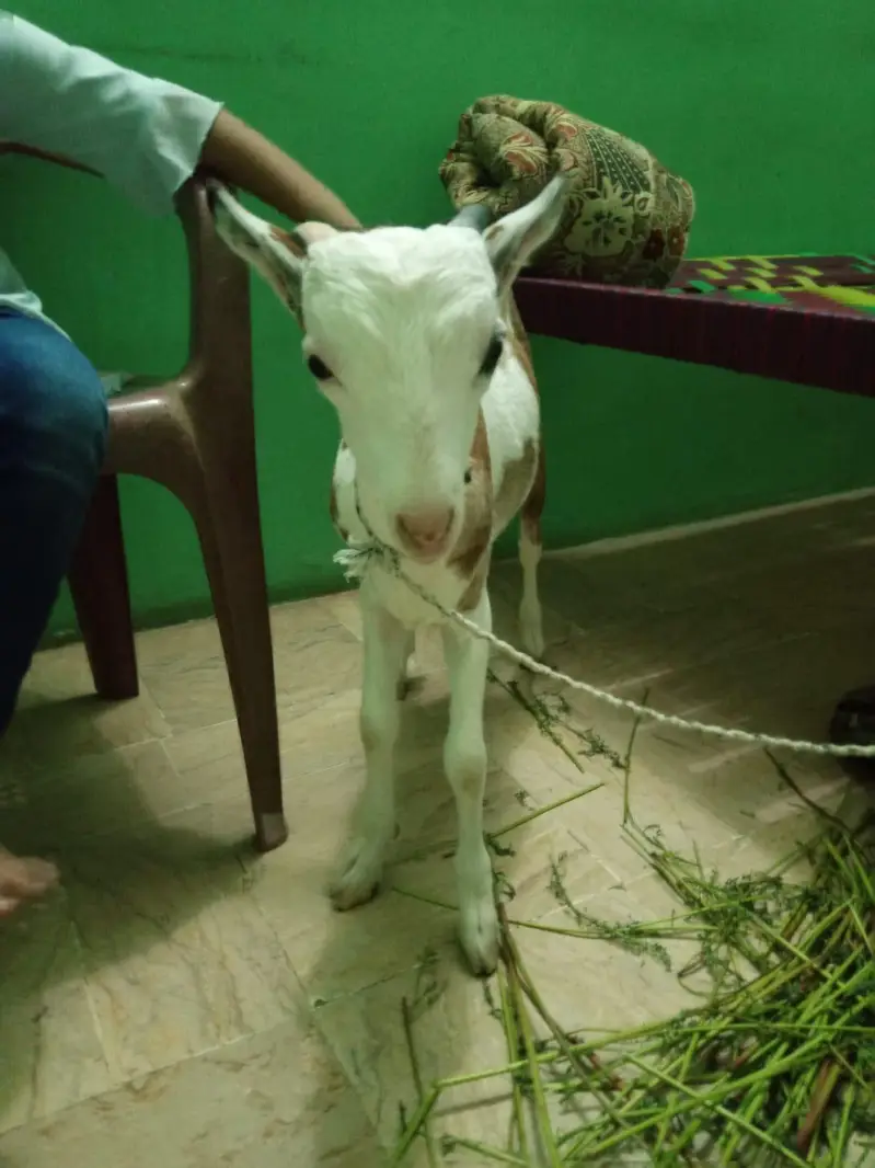 urgent sell taddi Bakra for sale — photo 12