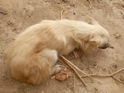 Dog for sale