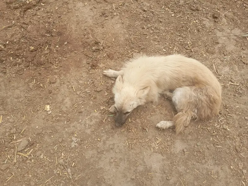 Dog for sale — photo 2