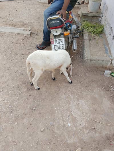 dumbi  kharay ki