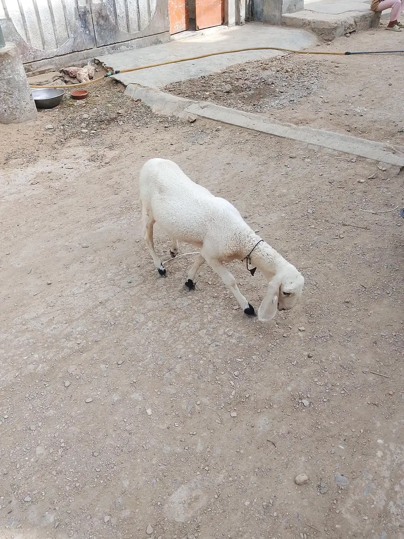 dumbi  kharay ki — photo 2