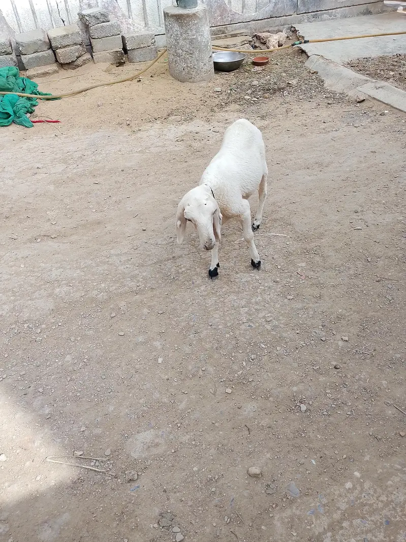 dumbi  kharay ki — photo 3