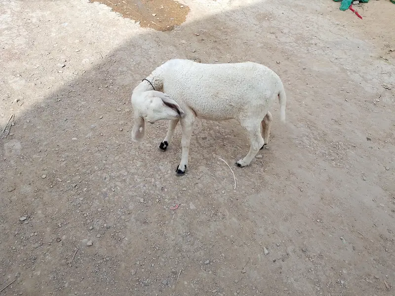 dumbi  kharay ki — photo 4