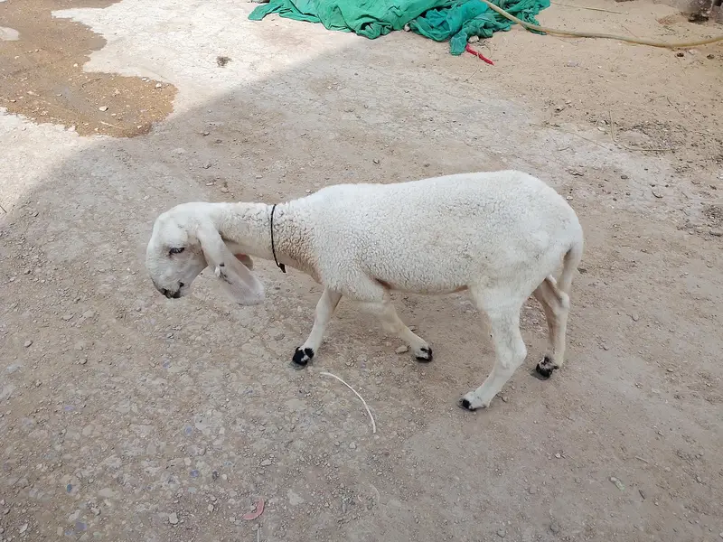 dumbi  kharay ki — photo 5