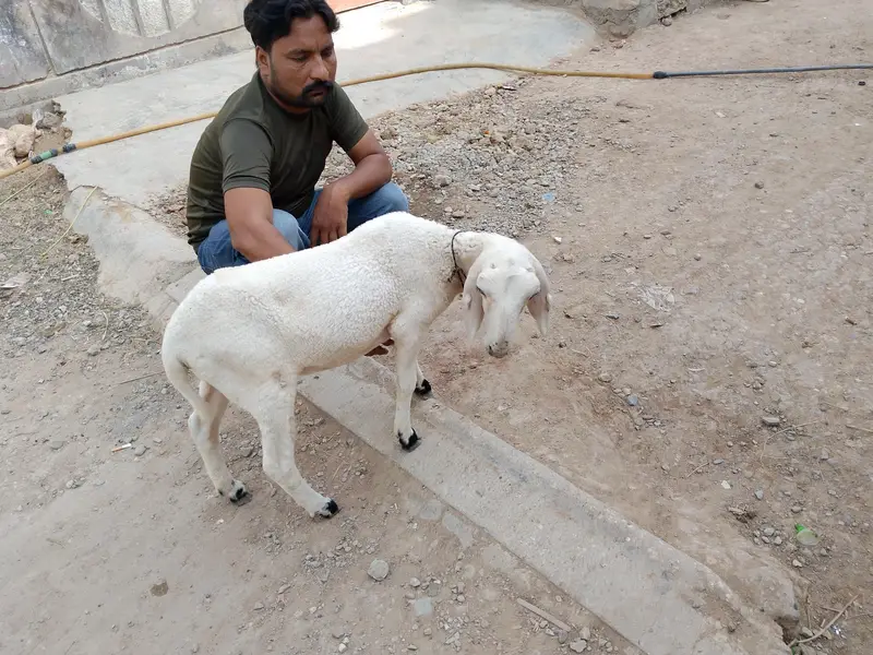 dumbi  kharay ki — photo 6
