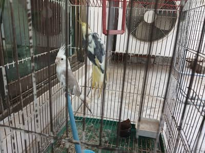 ​Urgent Sale: Beautiful Cockatiel Pair + Cage (Reasonable Price)